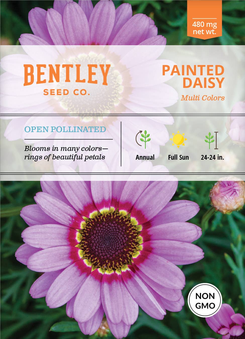 Bentley Seed Co. - Painted Daisy Chrysanthemum Carinatum