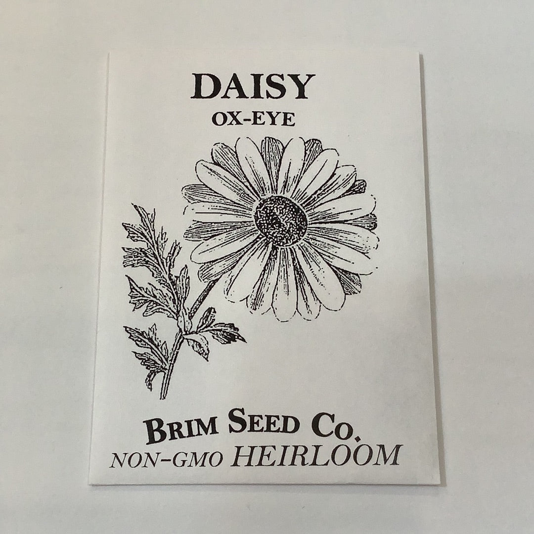 Brim Seed Co. - Ox Eye Daisy Flower Heirloom Seed