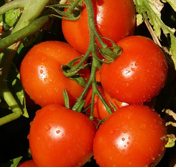 Brim Seed Co. - Arkansas Traveler Tomato Seed