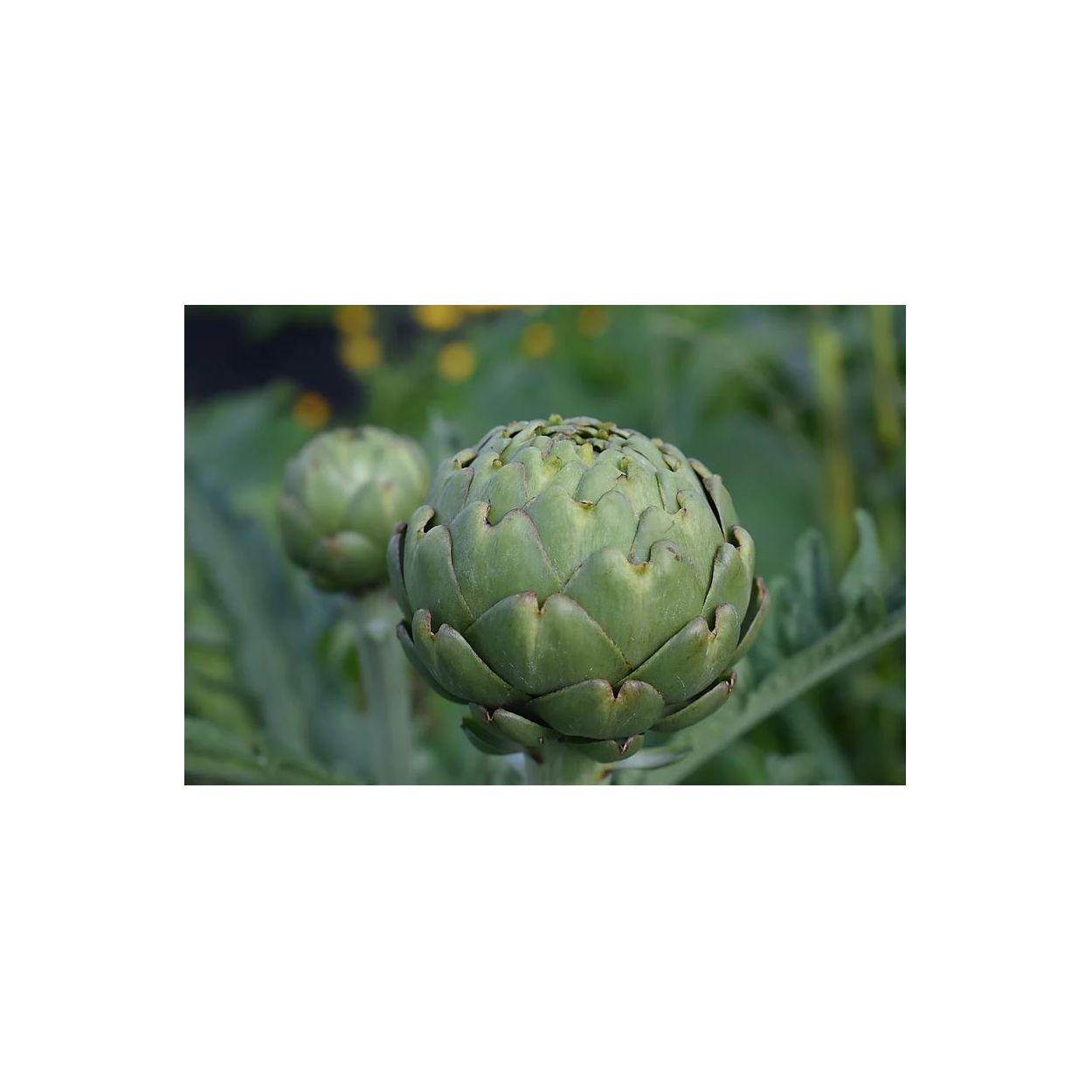 Brim Seed Co. - Artichoke Green Globe Heirloom Seed