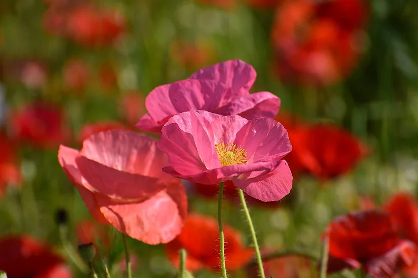 Brim Seed Cp. - Southern Acclimated Pink Corn Poppy Heirloom Seed