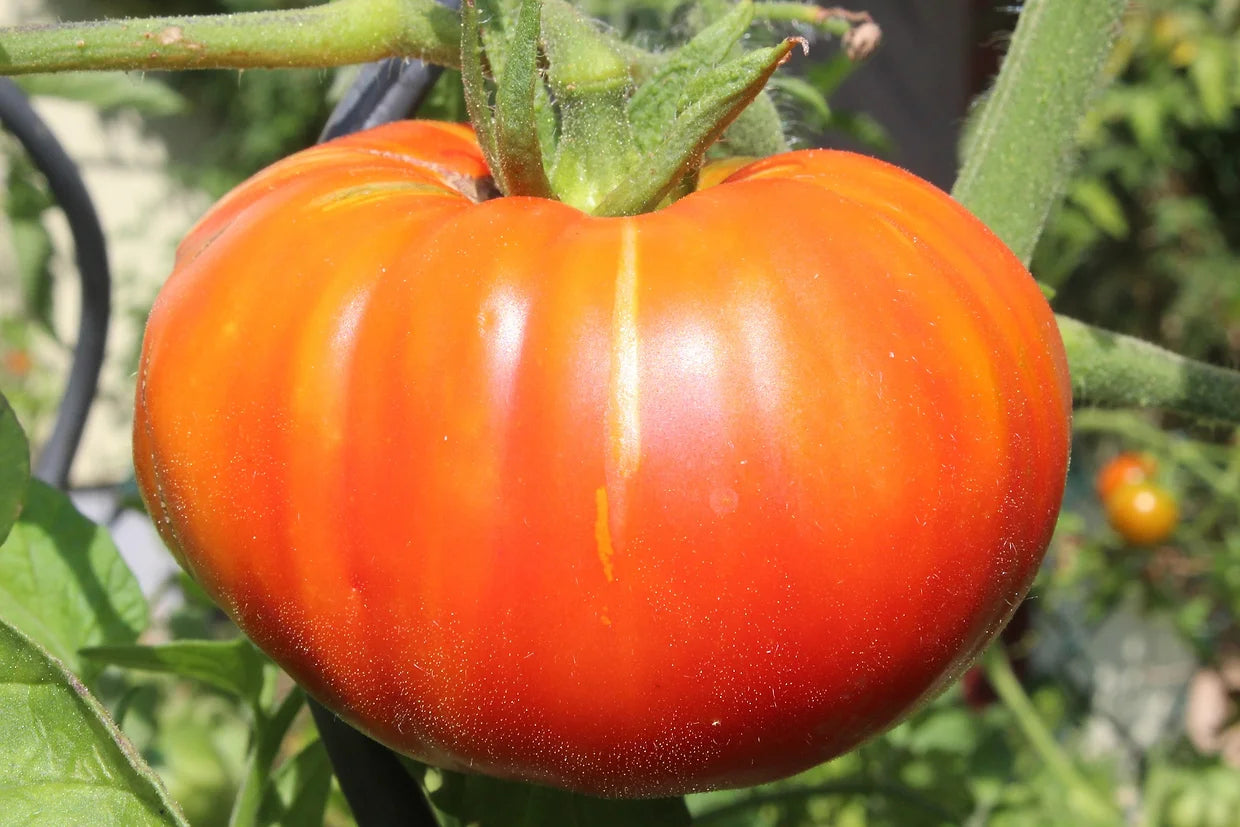 Brim Seed Co. - Beefsteak Tomato Heirloom Seed