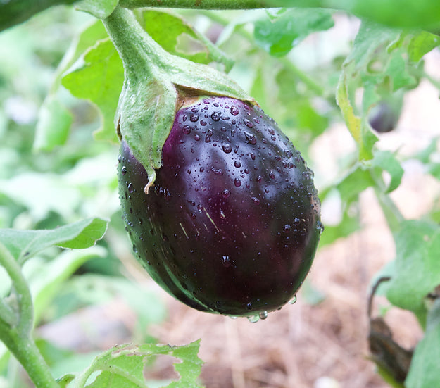 Brim Seed Co. - Black Beauty Eggplant Heirloom Seed