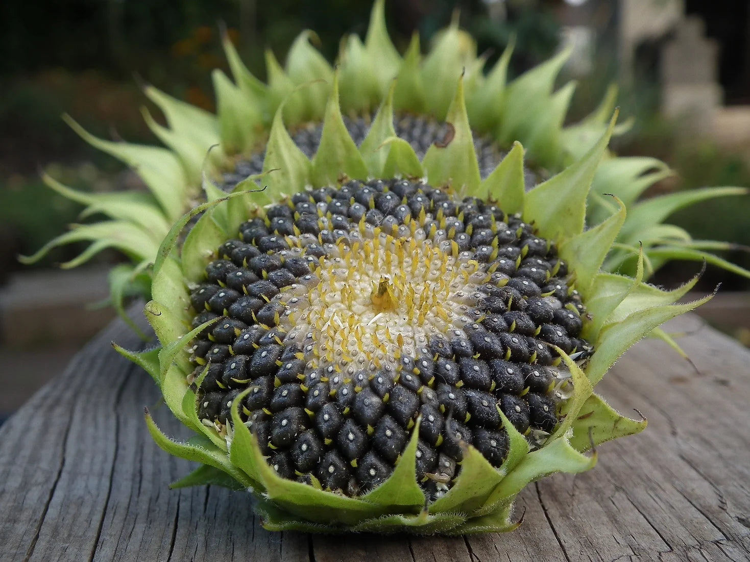 Brim Seed Co. - Black Oil Sunflower Seed