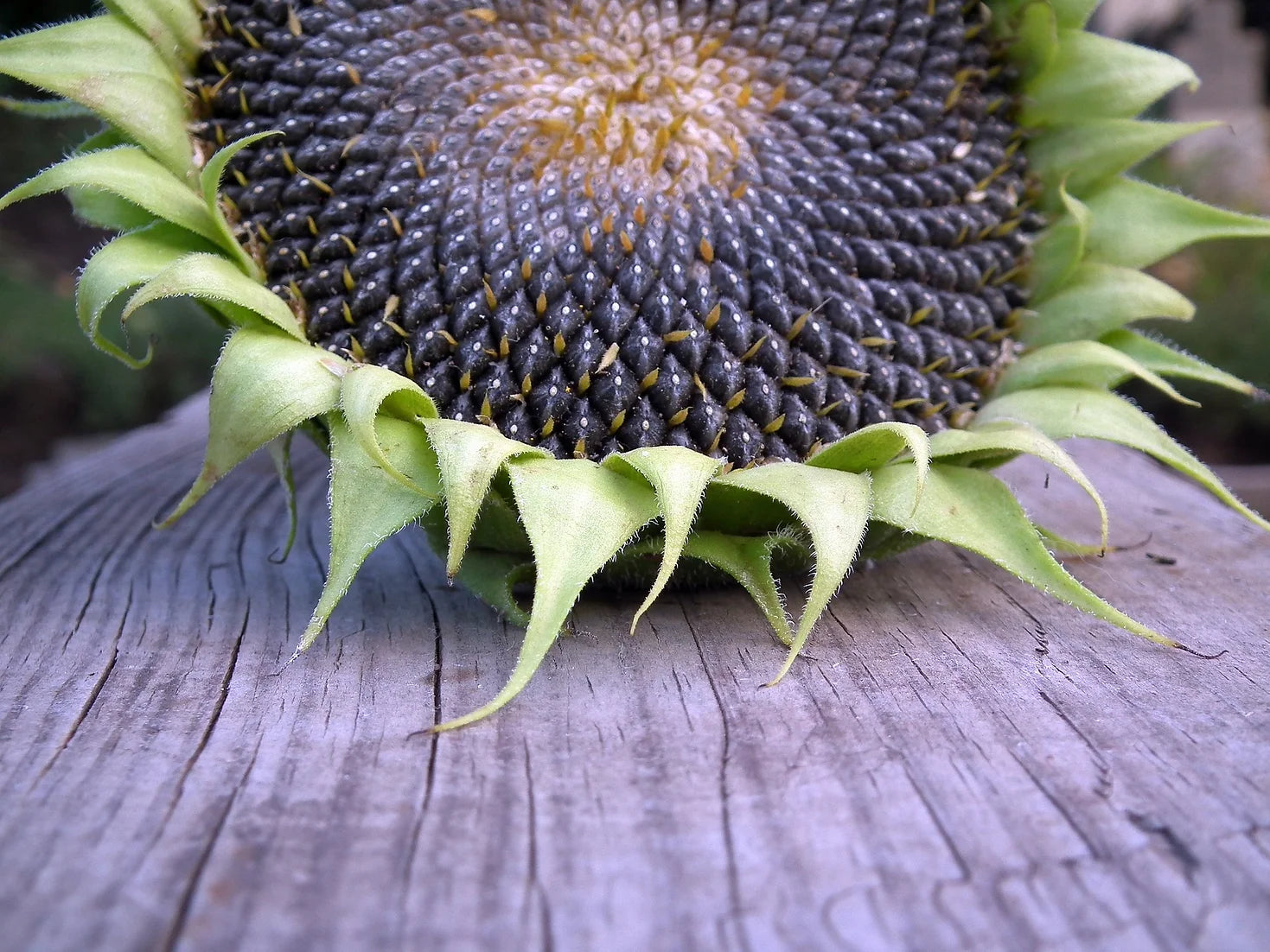 Brim Seed Co. - Black Oil Sunflower Seed
