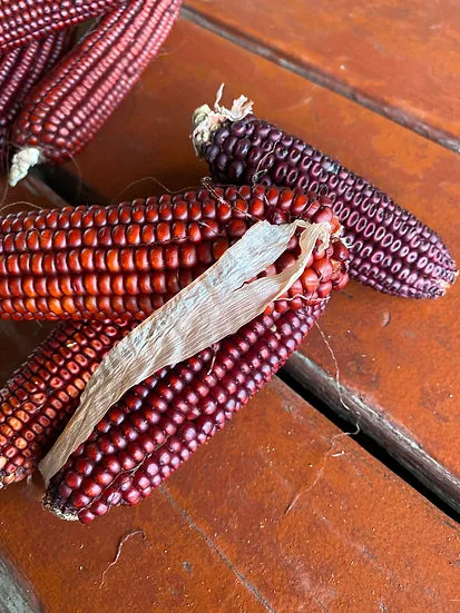Brim Seed Co. - Southern Acclimated Bloody Butcher Corn Seed