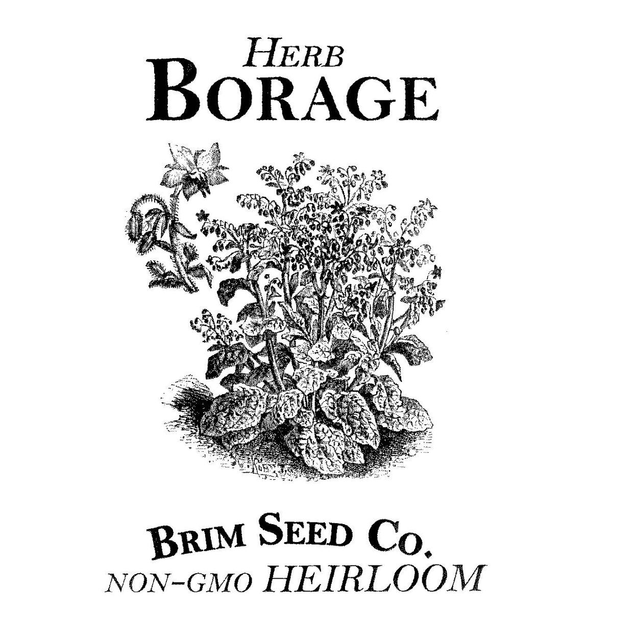 Brim Seed Co. - Borage Herb Heirloom Seed