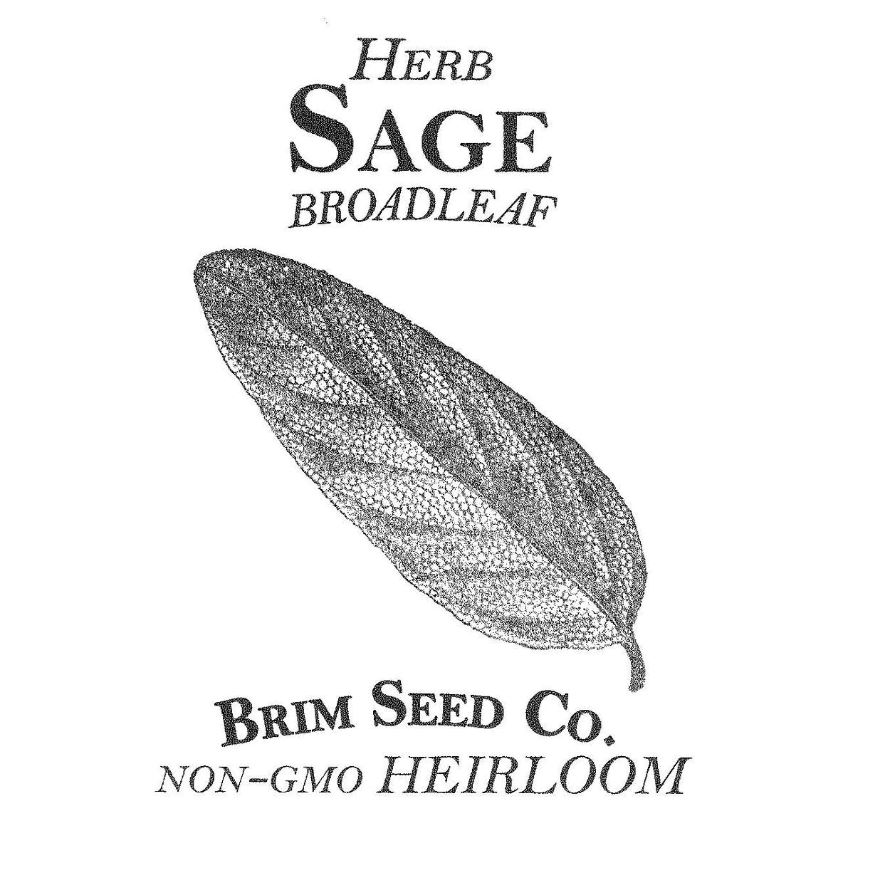 Brim Seed Co. - Broadleaf Sage Herb Heirloom Seed