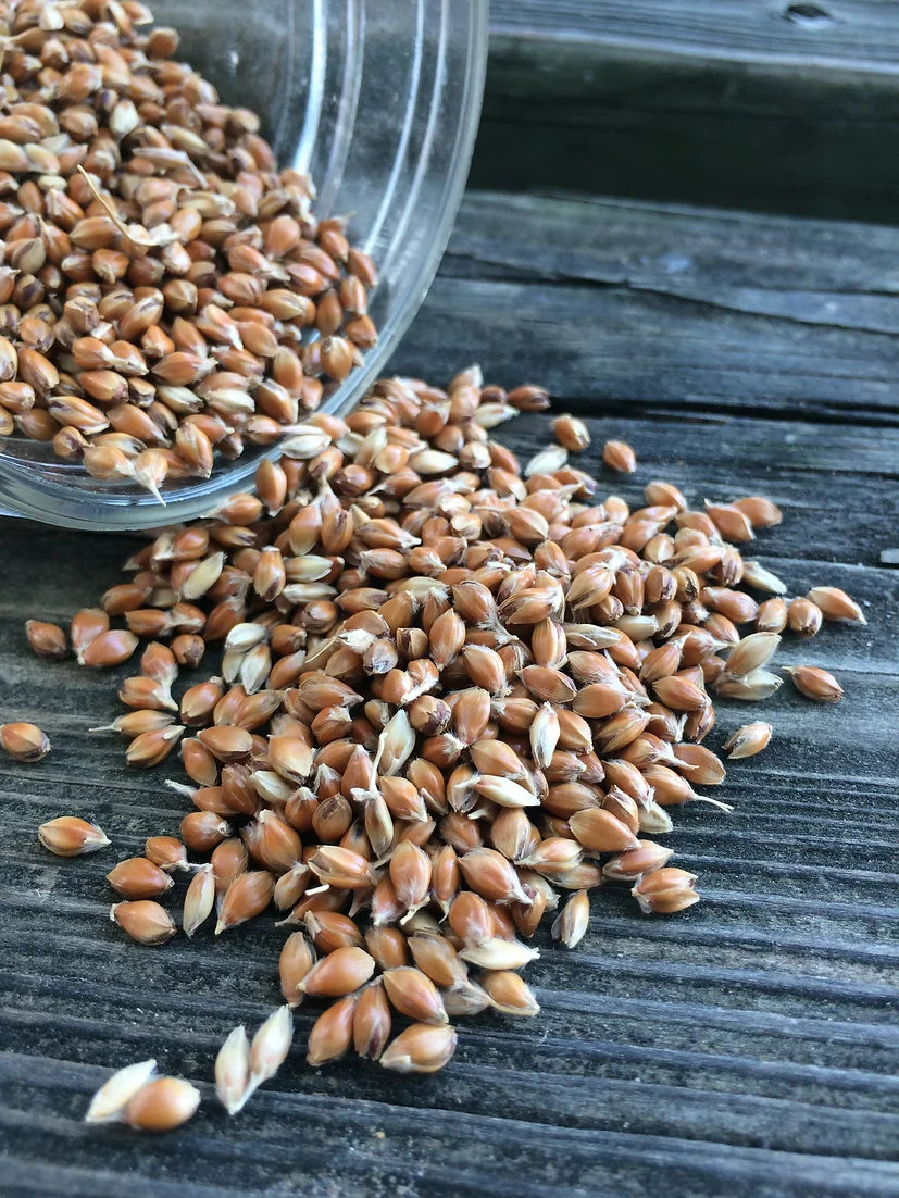 Brim Seed Co. - Broomcorn Heirloom Seed