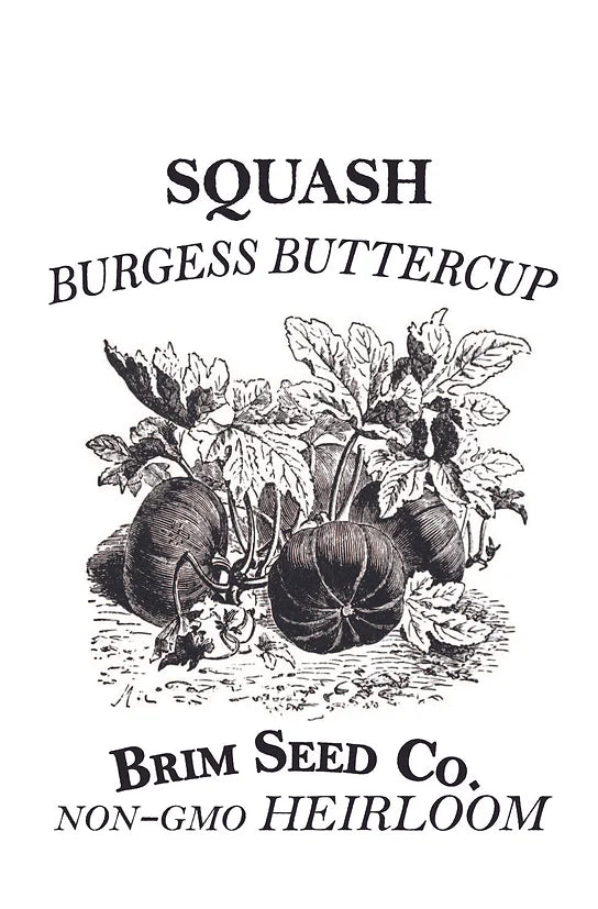 Brim Seed Co. - Burgess Buttercup Squash Heirloom Seed