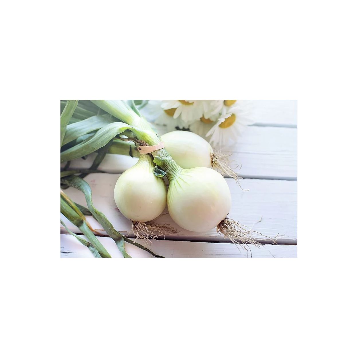 Brim Seed Co. - Crystal White Wax Bermuda Onion Heirloom Seed