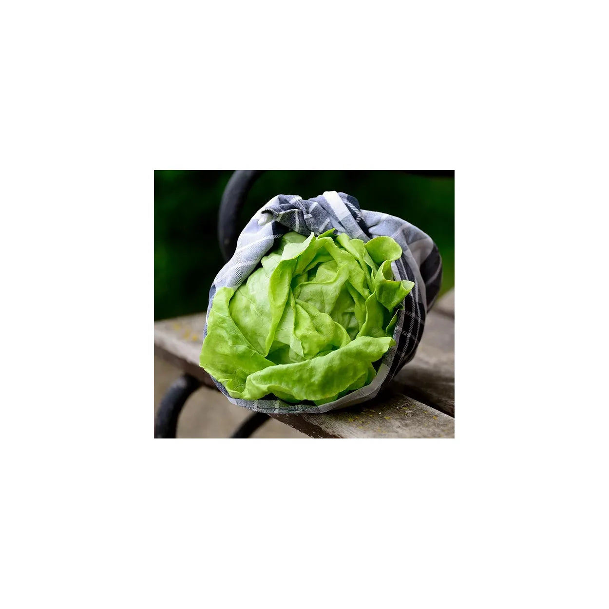 Brim Seed Co. - Bibb Butterhead Lettuce Greens Heirloom Seed