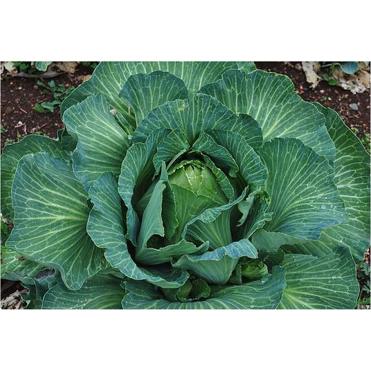 Brim Seed Co. - Early Jersey Wakefield Cabbage Heirloom Seed