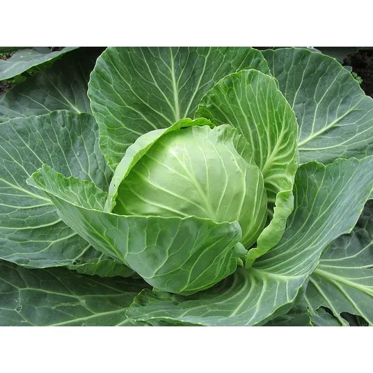 Brim Seed Co. - Golden Acre YR Cabbage Seed