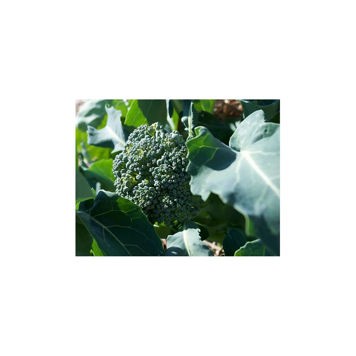 Brim Seed Co. - Green Sprouting Calabrese Broccoli Heirloom Seed