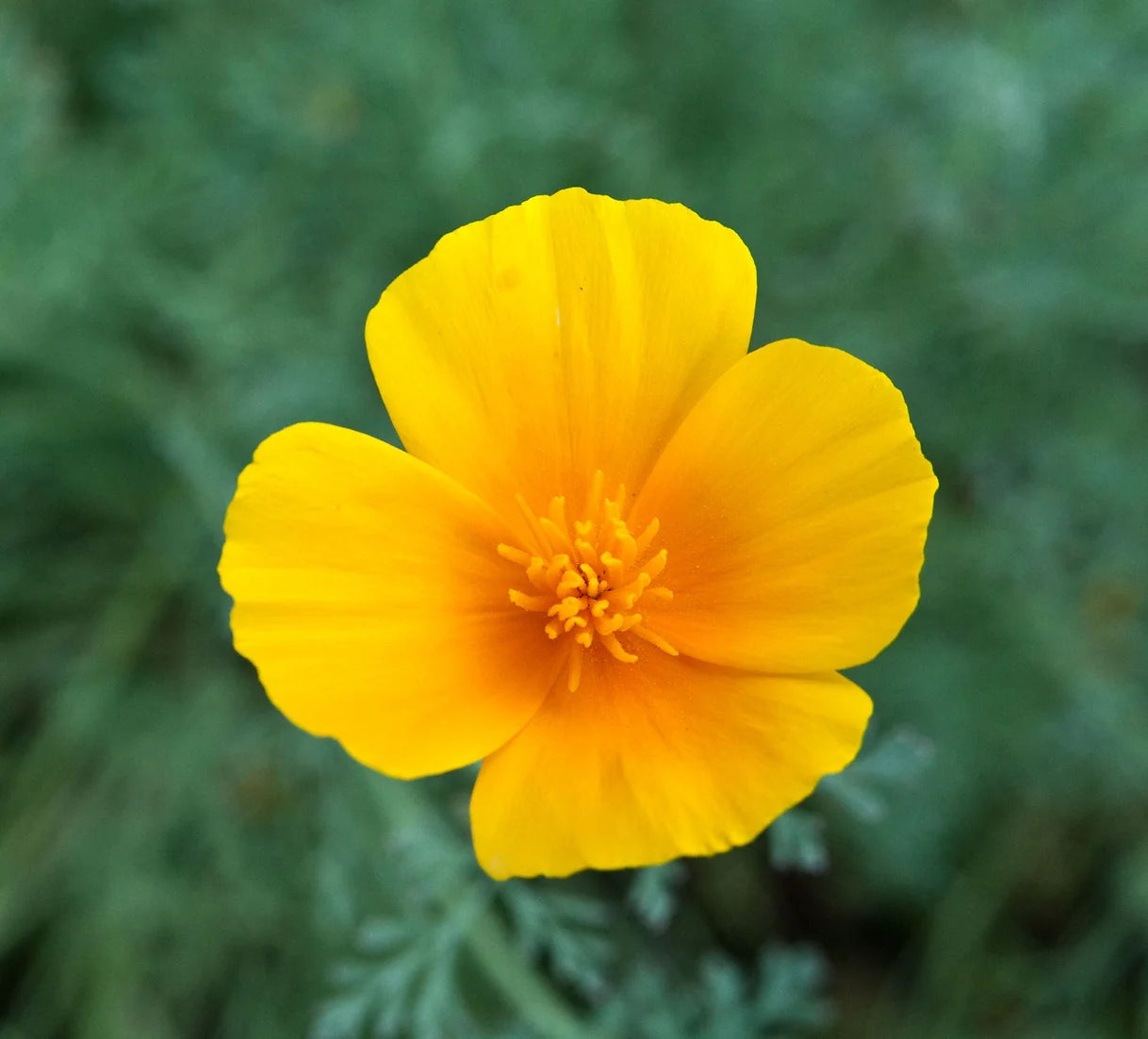 Brim Seed Co. - California Orange Poppy Flower Heirloom Seed