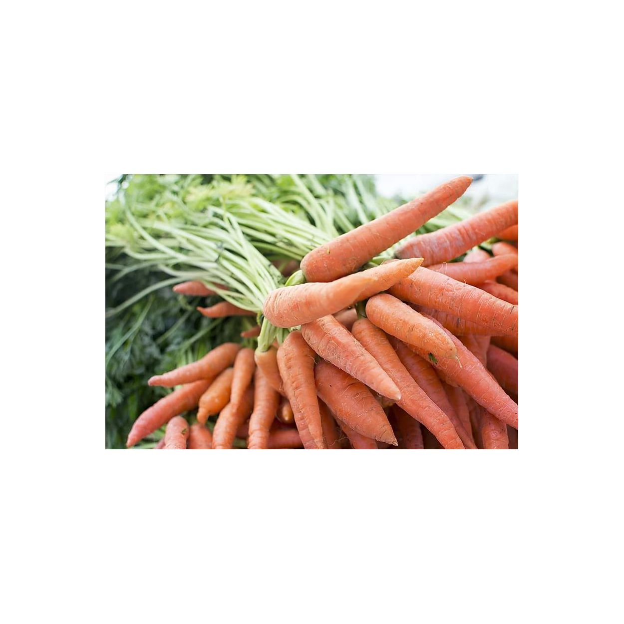 Brim Seed Co. - Danvers 126 Carrot Heirloom Seed