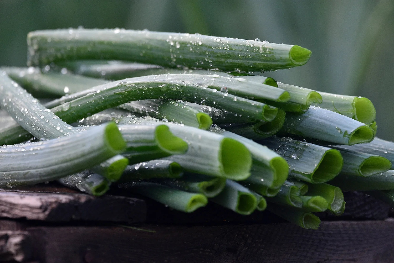 Brim Seed Co. - Garlic Chives Herb Heirloom Seed