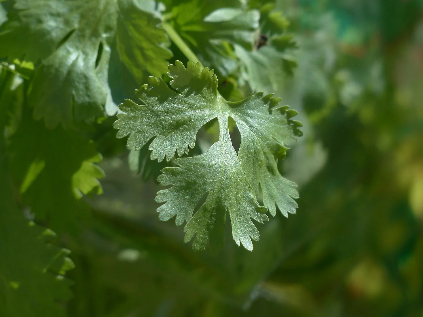 Brim Seed Co. - Southern Acclimated Coriander Cilantro Herb Heirloom Seed