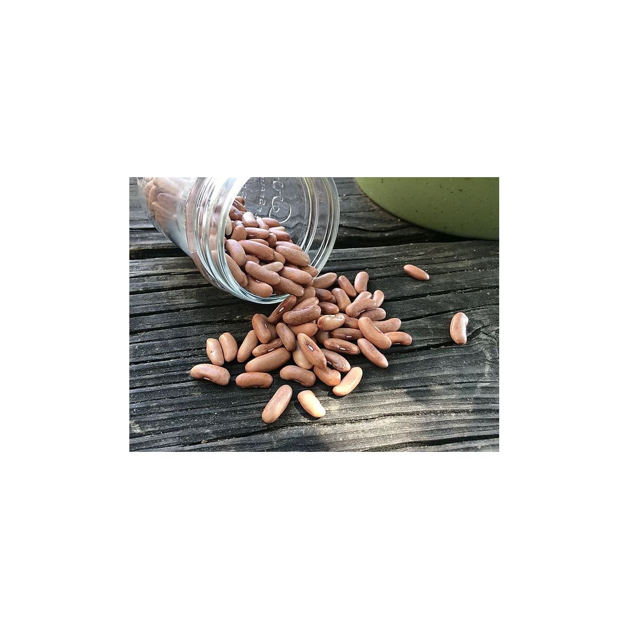 Brim Seed Co. - Contender Bush Bean Seed