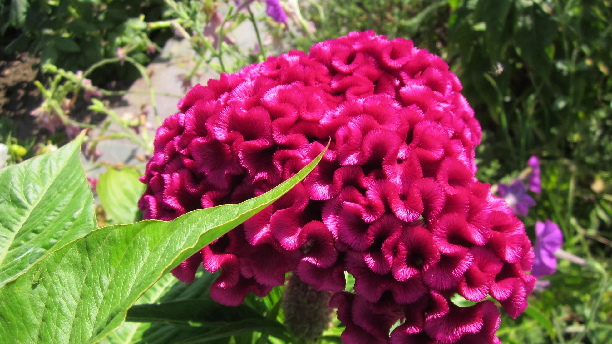 Brim Seed Co. - Crested Cockscomb Celosia Flower Heirloom Seed