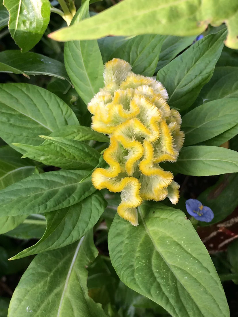 Brim Seed Co. - Crested Cockscomb Celosia Flower Heirloom Seed
