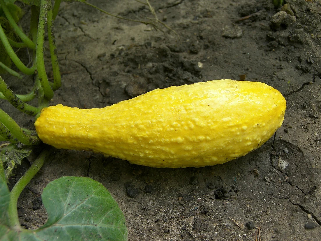 Brim Seed Co. - Early Golden Summer Crookneck Squash Heirloom Seed