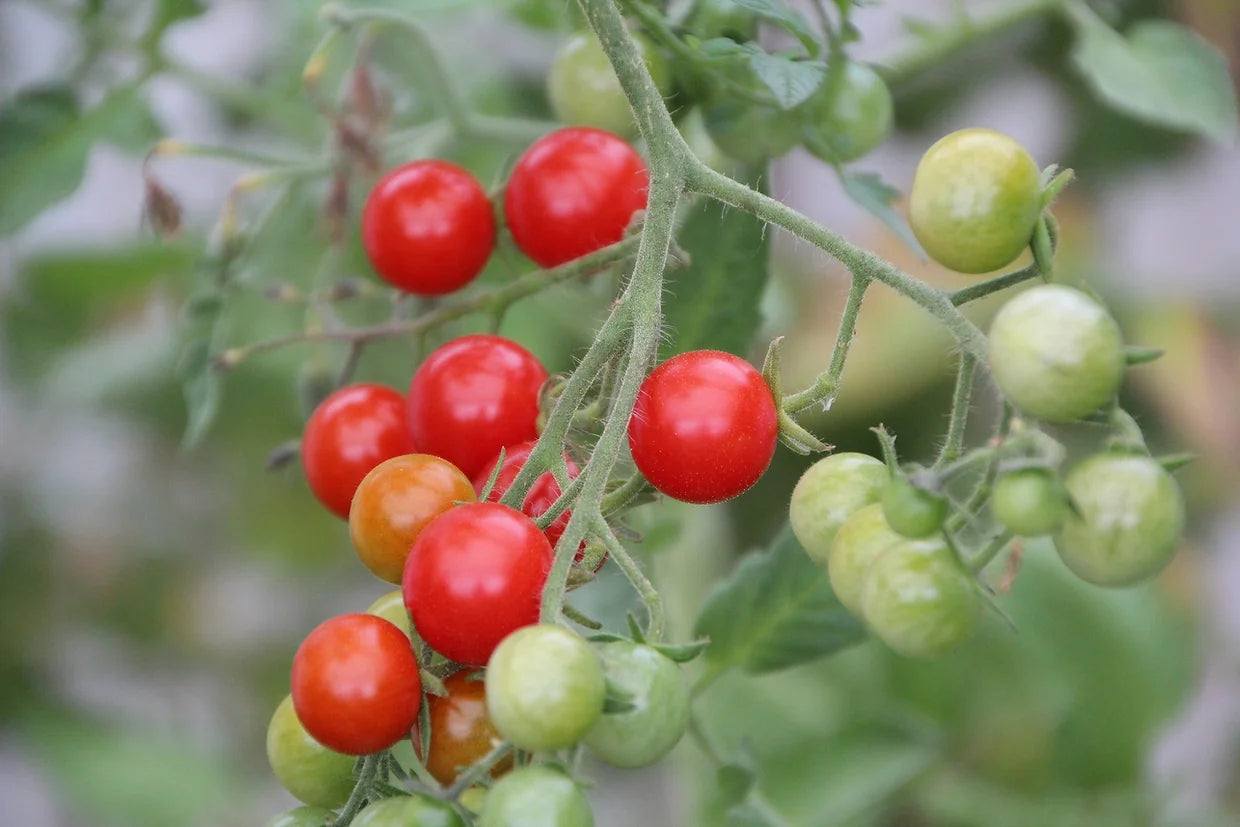 Brim Seed Co. - Currant Sweet Pea Tomato Heirloom Seed