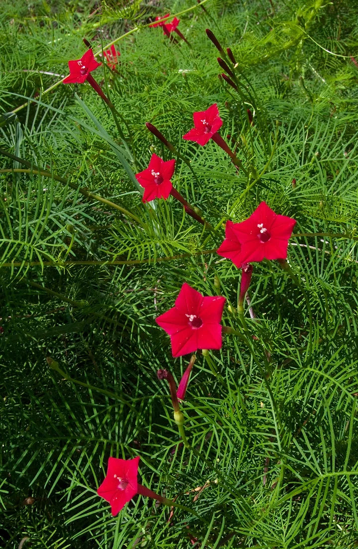 Brim Seed Co. - Southern Acclimated Cypress Vine Flower Heirloom Seed