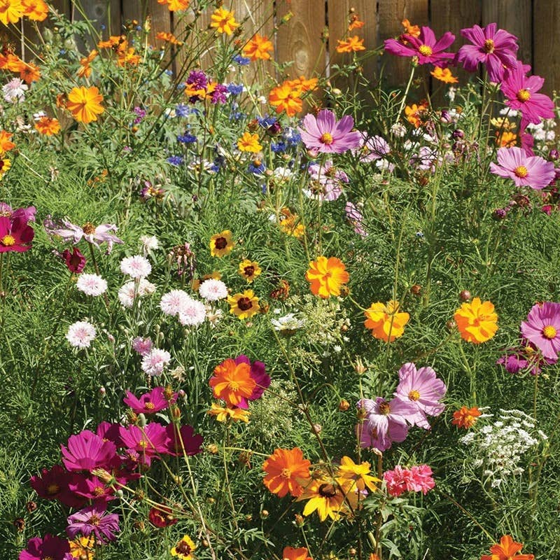 Bentley Seed Co. - Cut Flower Mix Mixed Annuals