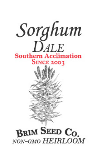 Brim Seed Co. - Southern Acclimated Dale Sorghum Heirloom Seed