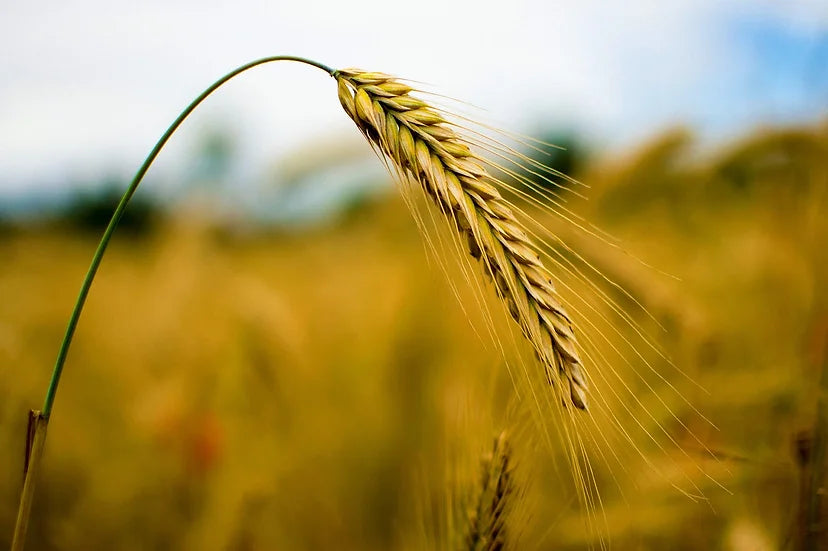 Brim Seed Co. - Elbon Cereal Rye Grain Seed