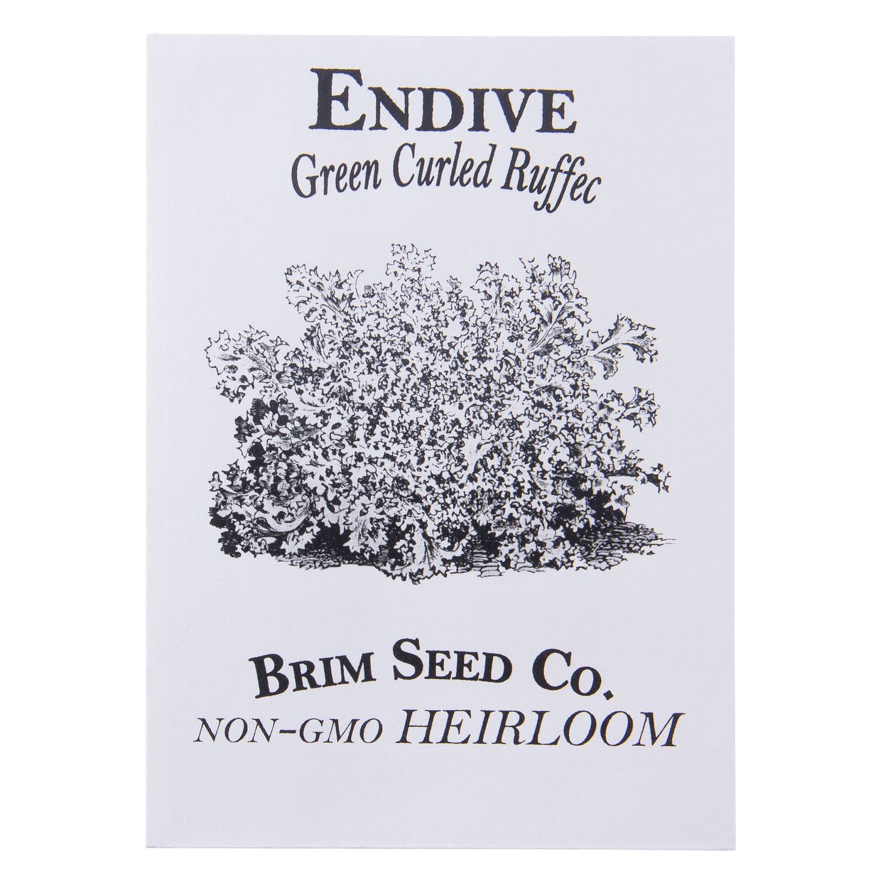 Brim Seed Co. - Green Curled Ruffich Endive Heirloom Seed
