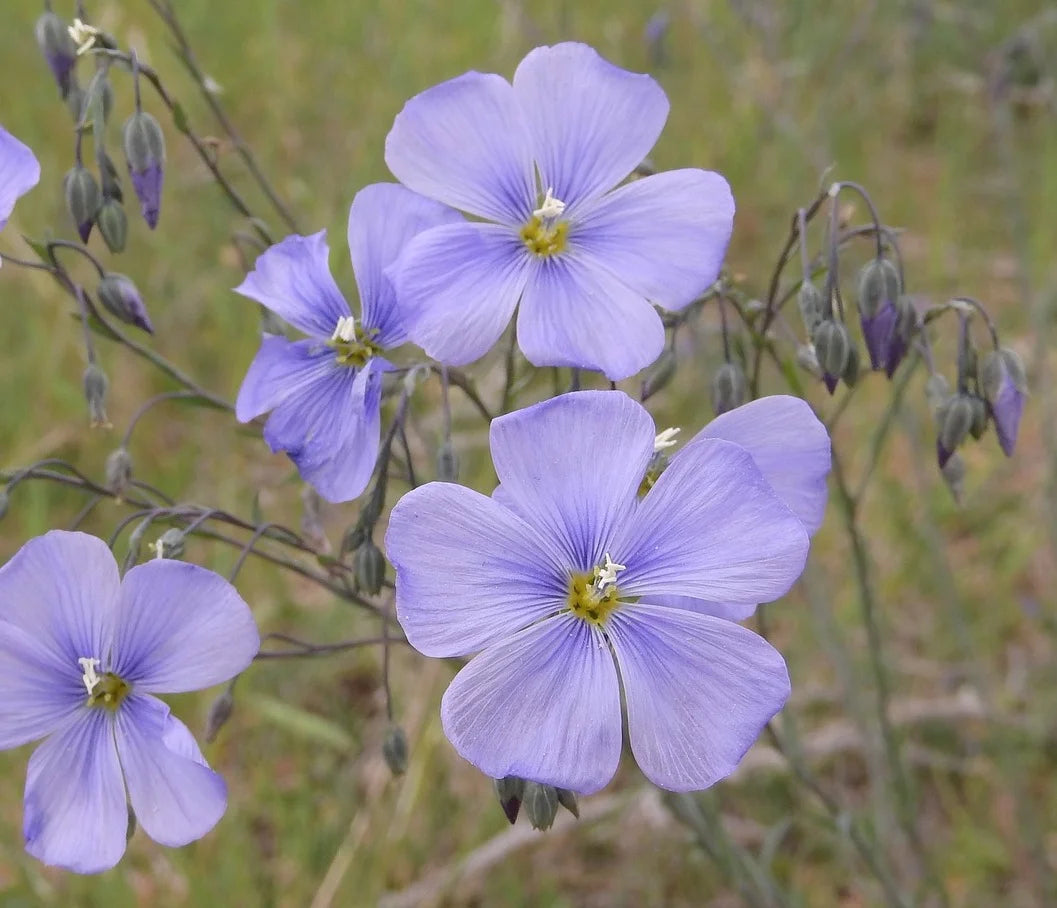 Brim Seed Co. - Blue Flax Flower Heirloom Seed