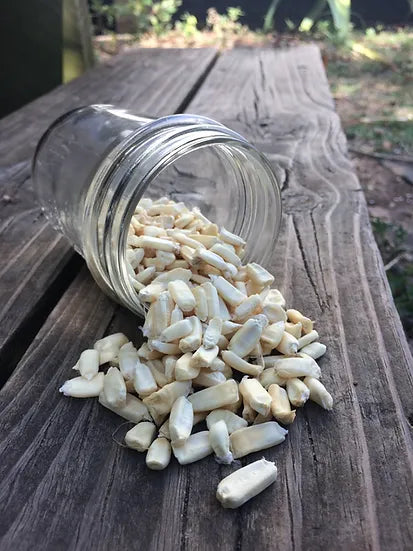 Brim Seed Co. - Southern Acclimated White Gourdseed Corn Heirloom Seed