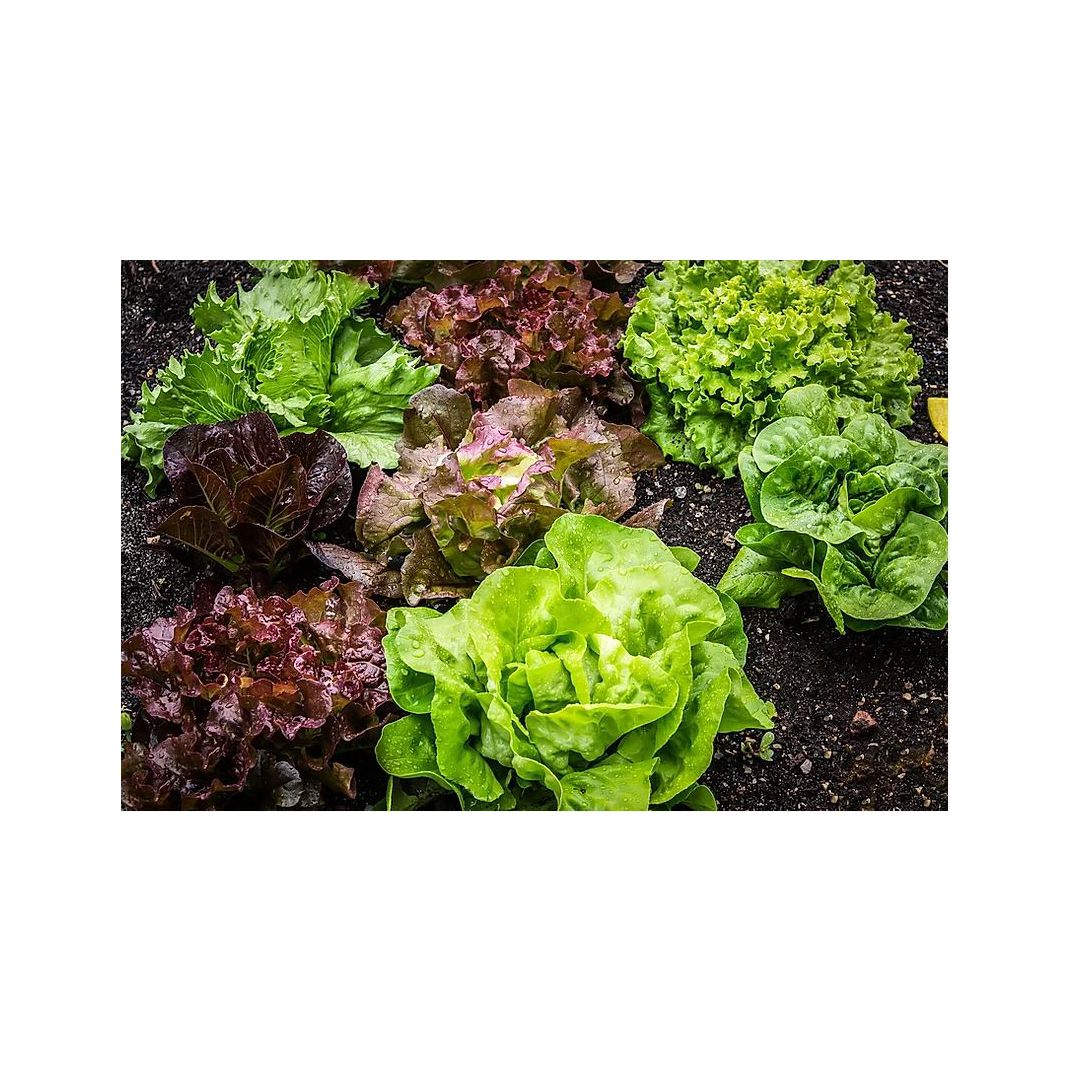 Brim Seed Co. - Gourmet Salad Blend Lettuce Greens Seed