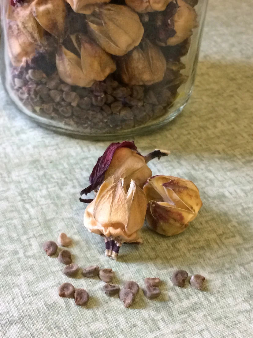 Brim Seed Co. - Southern Acclimated Hibiscus Herb Heirloom Seed