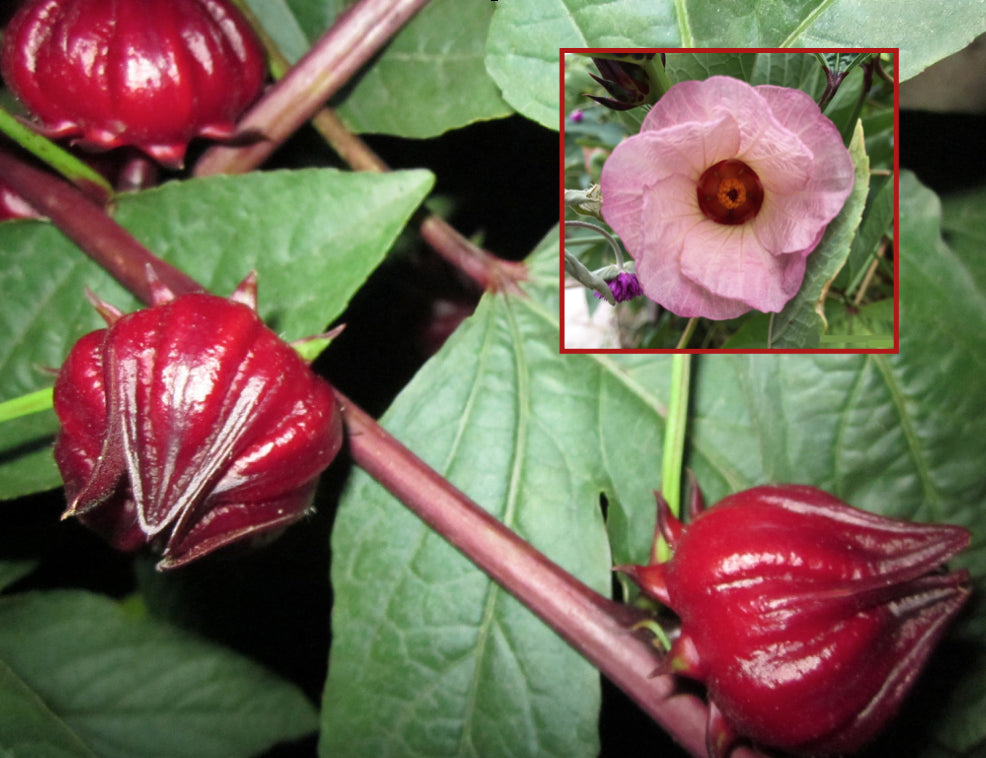 Brim Seed Co. - Southern Acclimated Hibiscus Herb Heirloom Seed