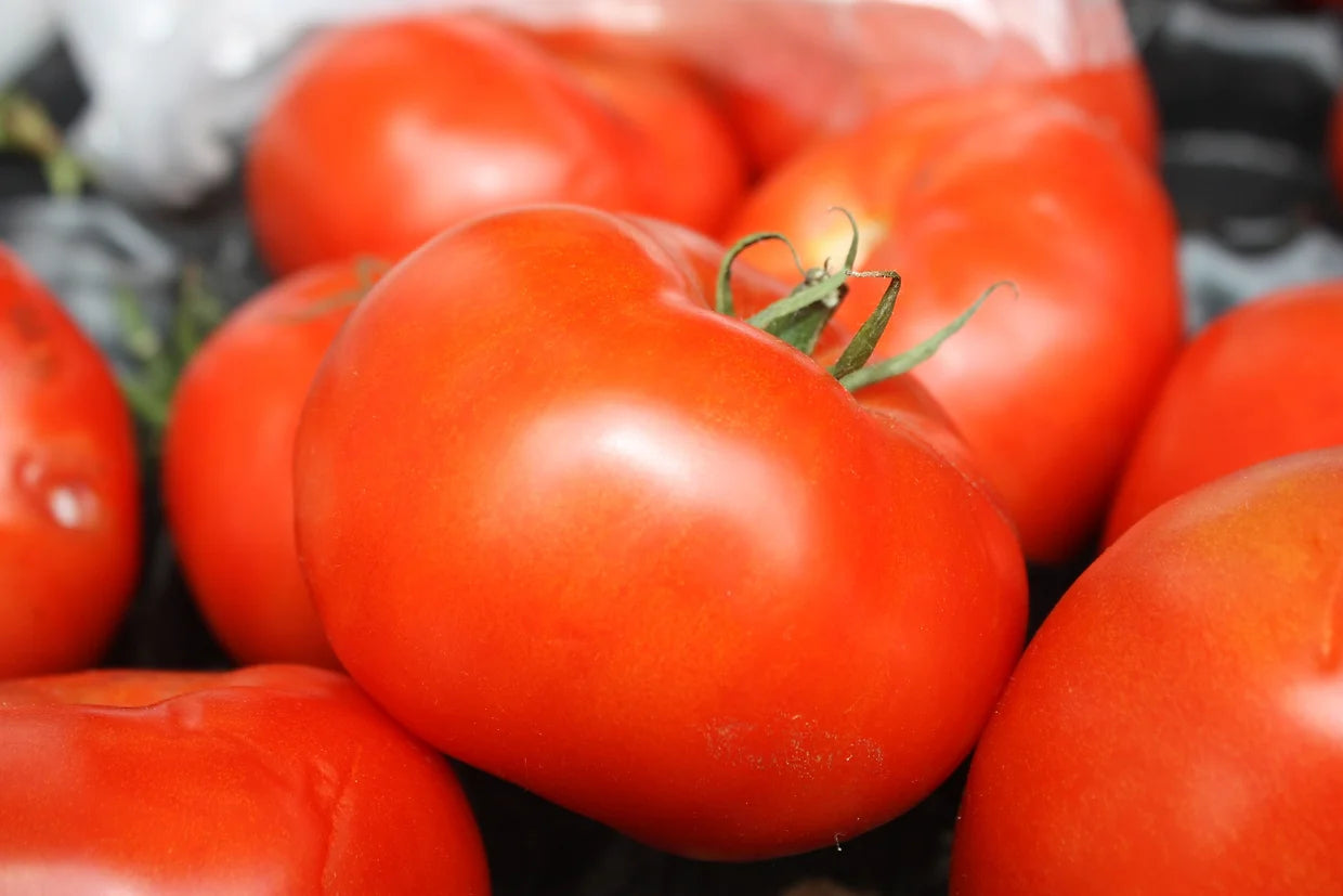 Brim Seed Co. - Homestead 24 Tomato Heirloom Seed