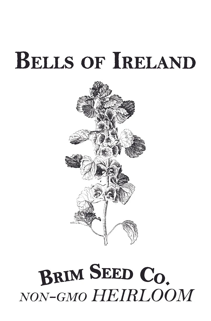 Brim Seed Co. - Bells Of Ireland Flower Heirloom Seed
