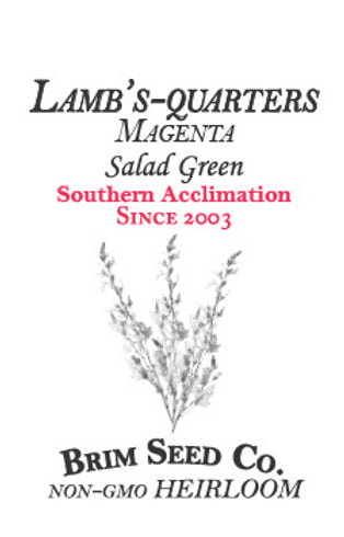 Brim Seed Co. - Southern Acclimated Lambsquarter Magenta Salad Greens Heirloom Seed