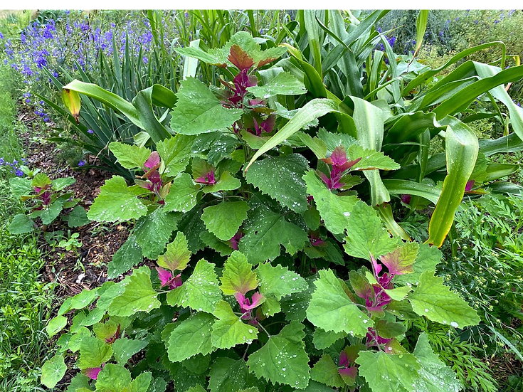Brim Seed Co. - Southern Acclimated Lambsquarter Magenta Salad Greens Heirloom Seed