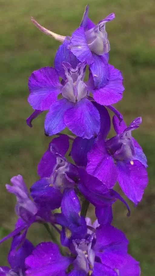 Brim Seed Co. - Southern Acclimated Larkspur Flower Heirloom Seed