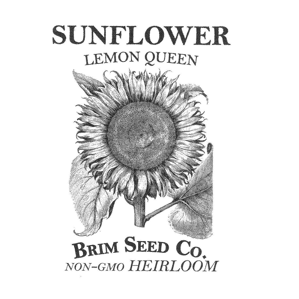 Brim Seed Co. - Lemon Queen Sunflower Heirloom Seed