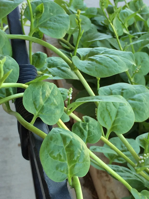 Brim Seed Co. - Malabar Green Stem Spinach Greens Heirloom Seed