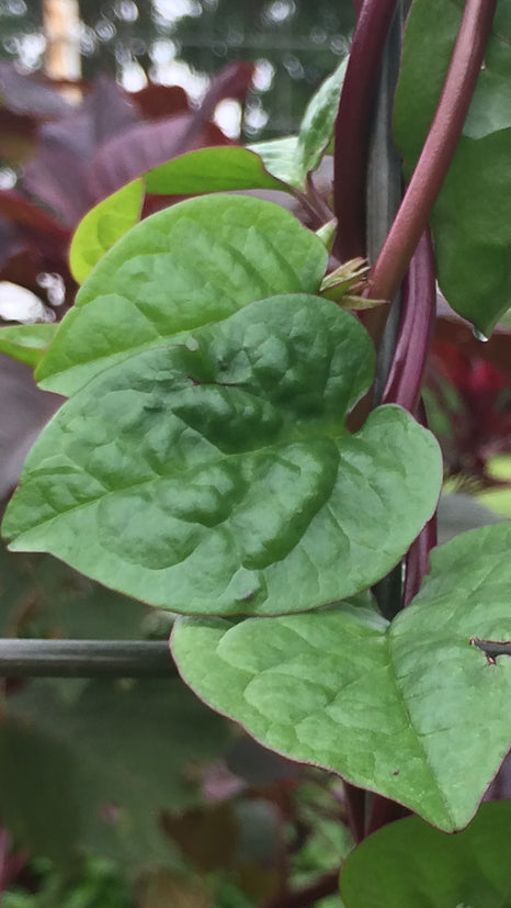 Brim Seed Co. - Malabar Red Stem Spinach Greens Heirloom Seed