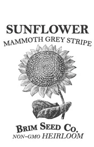 Brim Seed Co. - Mammoth Grey Stripe Sunflower Heirloom Seed