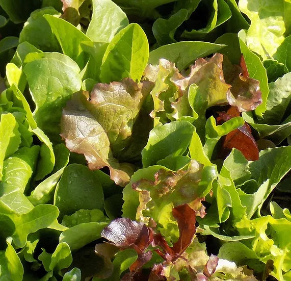 Brim Seed Co. - Mix Mesclun Gourmet Lettuce Greens Seed