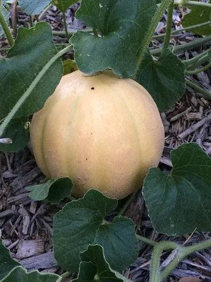 Brim Seed Co. - Southern Acclimated Minnesota Midget Cantaloupe Melon Heirloom Seed