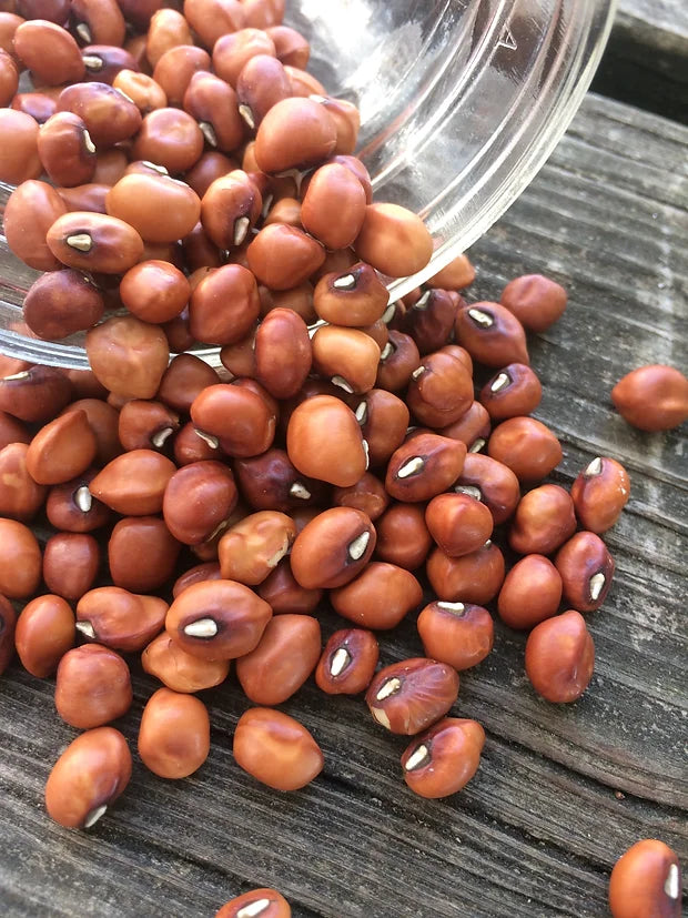 Brim Seed Co. - Mississippi Silver Crowder Southern Pea Heirloom Seed